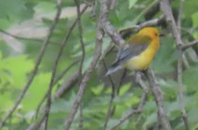 Prothonotary Warbler - ML620446531