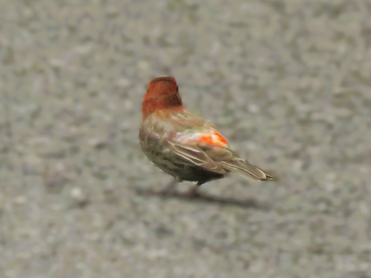 House Finch - ML620446537