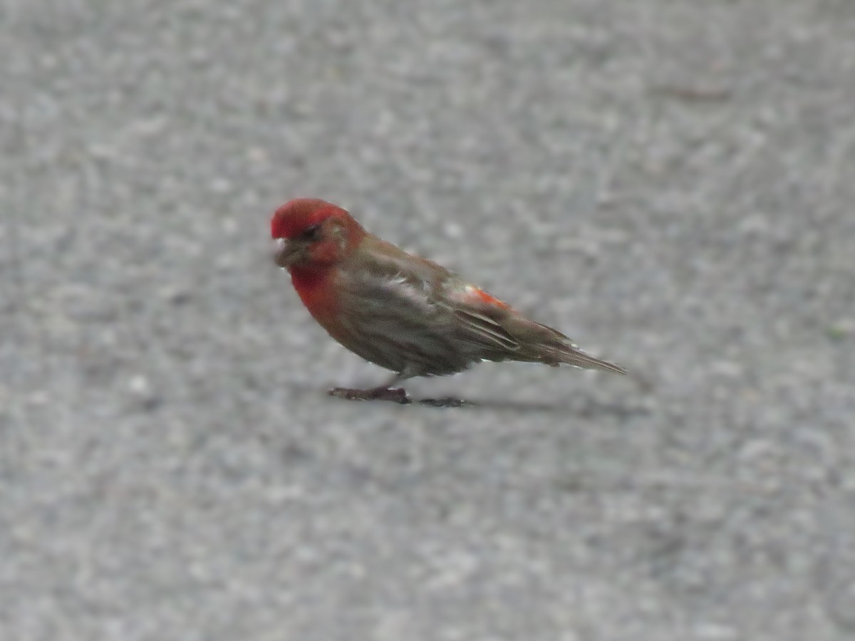 House Finch - ML620446539