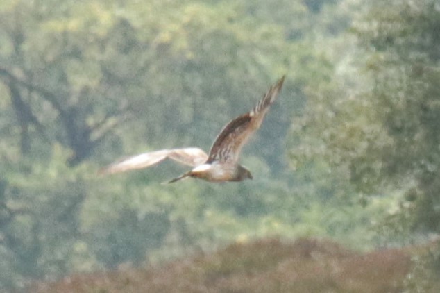 Montagu's Harrier - ML620446540