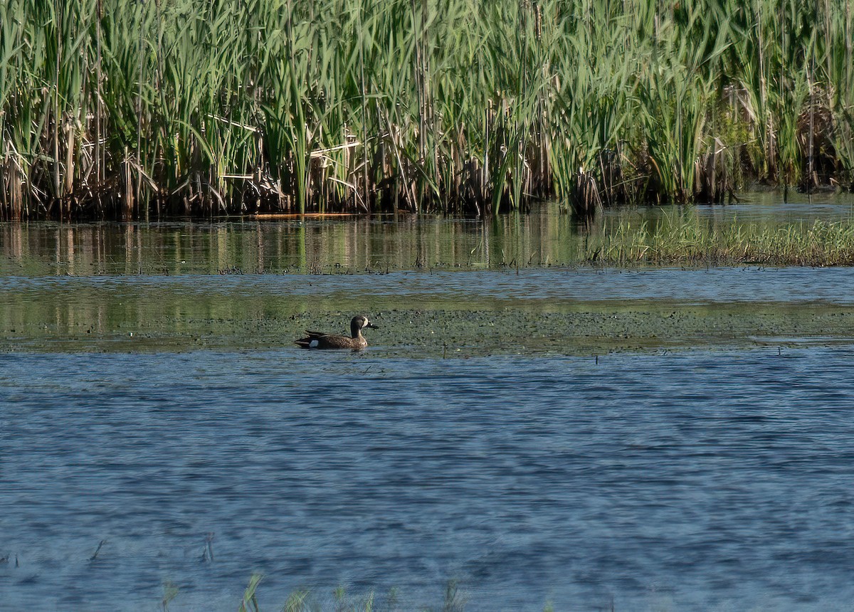 Blue-winged Teal - ML620446546