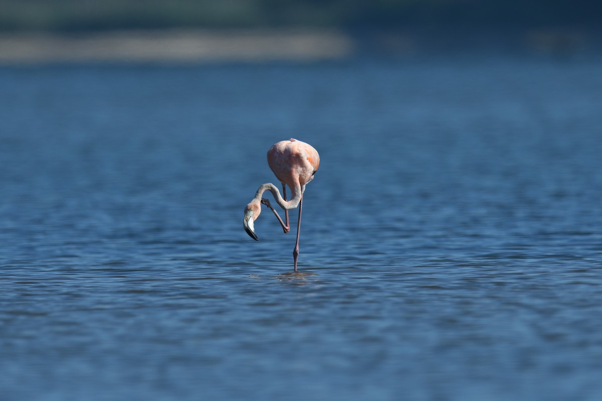 Flamant des Caraïbes - ML620446562