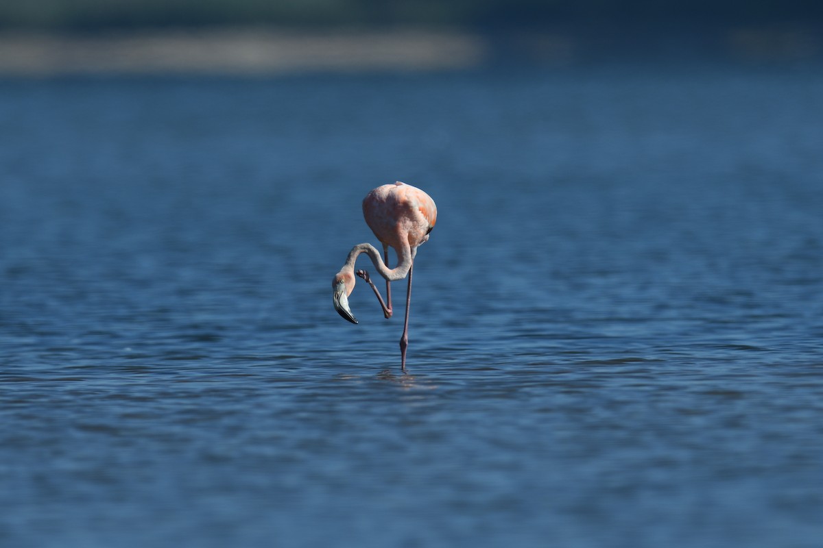 Flamant des Caraïbes - ML620446563