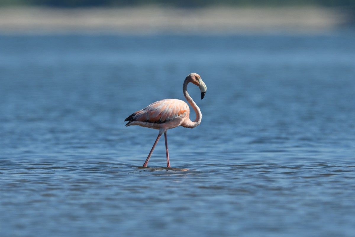 American Flamingo - ML620446566