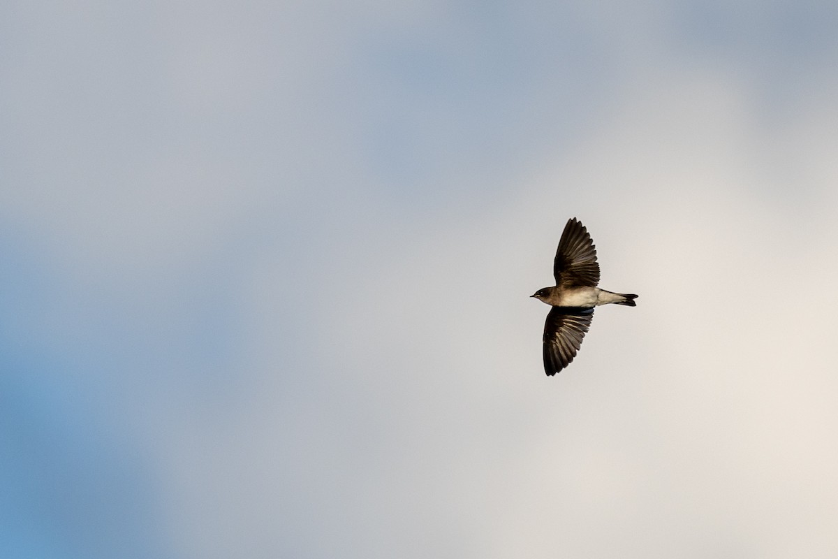 Northern Rough-winged Swallow - Jacob Durrent