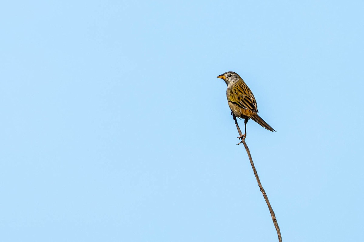 Wedge-tailed Grass-Finch - ML620446574