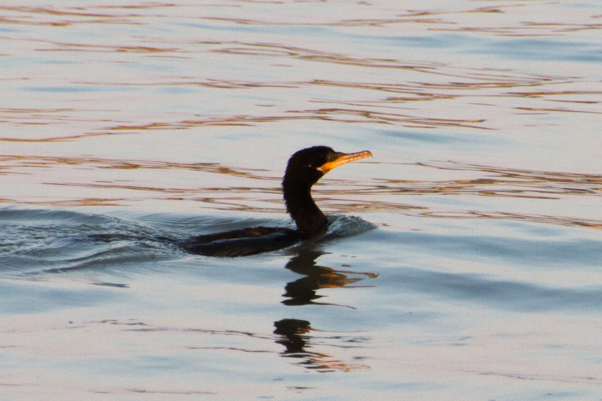 Neotropic Cormorant - ML620446577