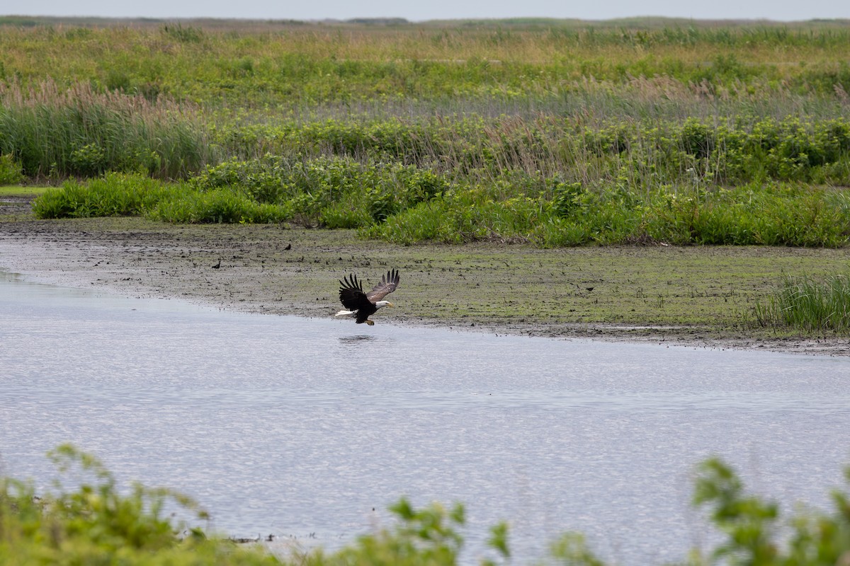 Bald Eagle - ML620446586