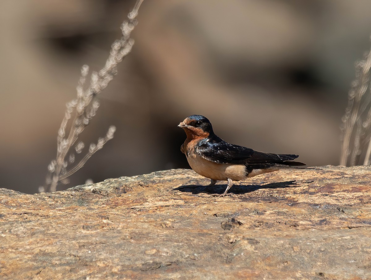 Barn Swallow - ML620446588