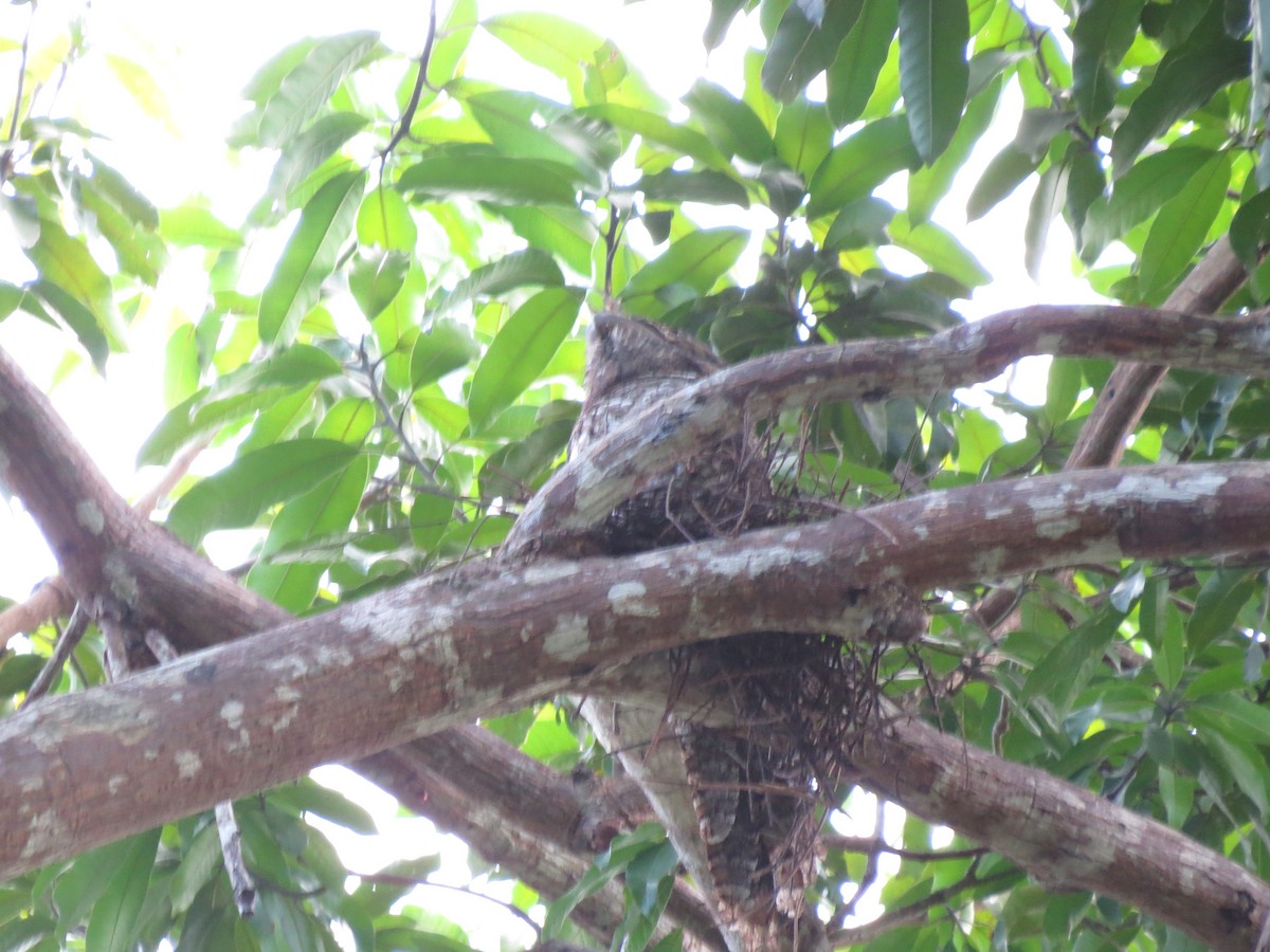 Papuan Frogmouth - ML620446589