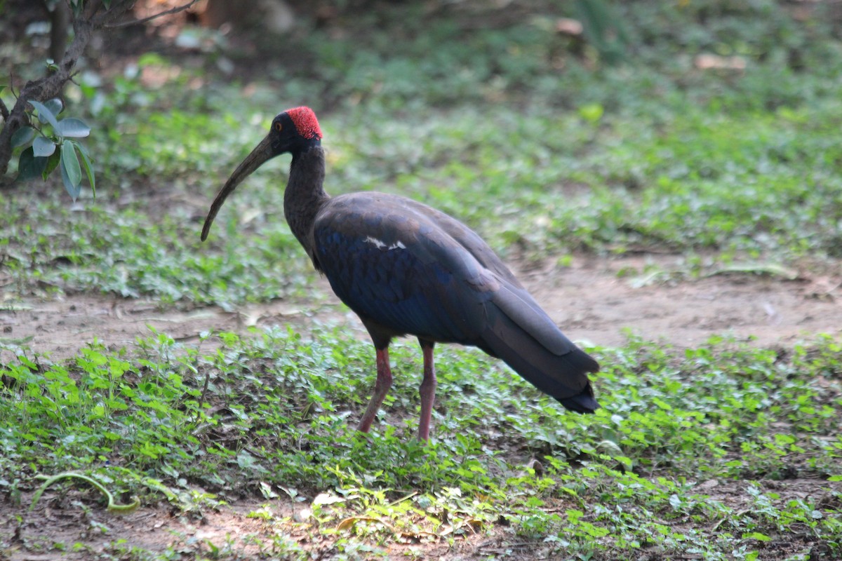 ibis bradavičnatý - ML620446590