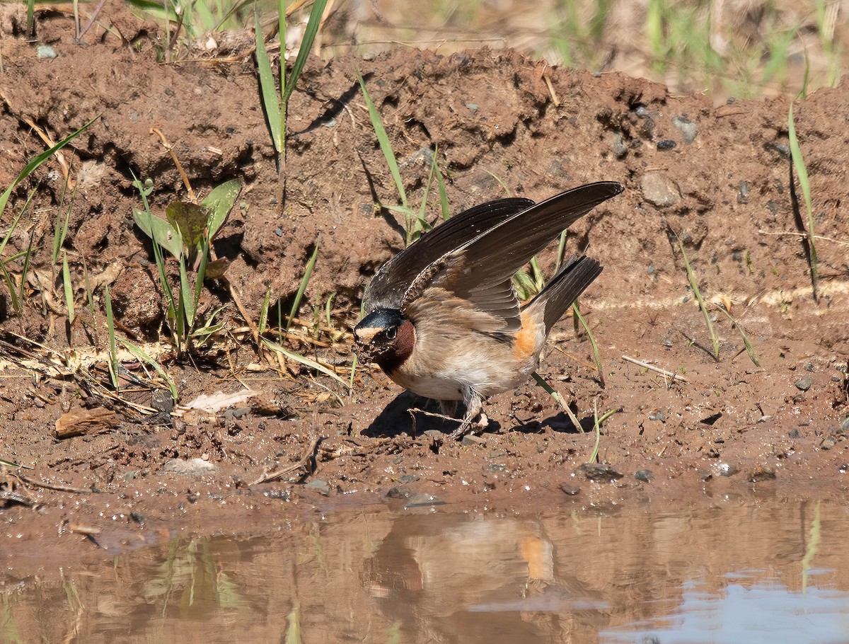 Cliff Swallow - ML620446591