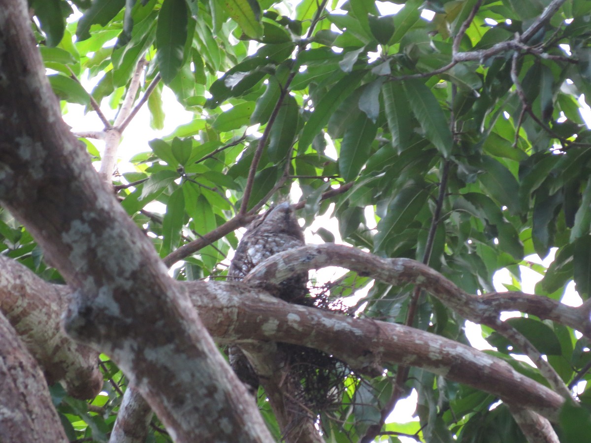 Papuan Frogmouth - ML620446592