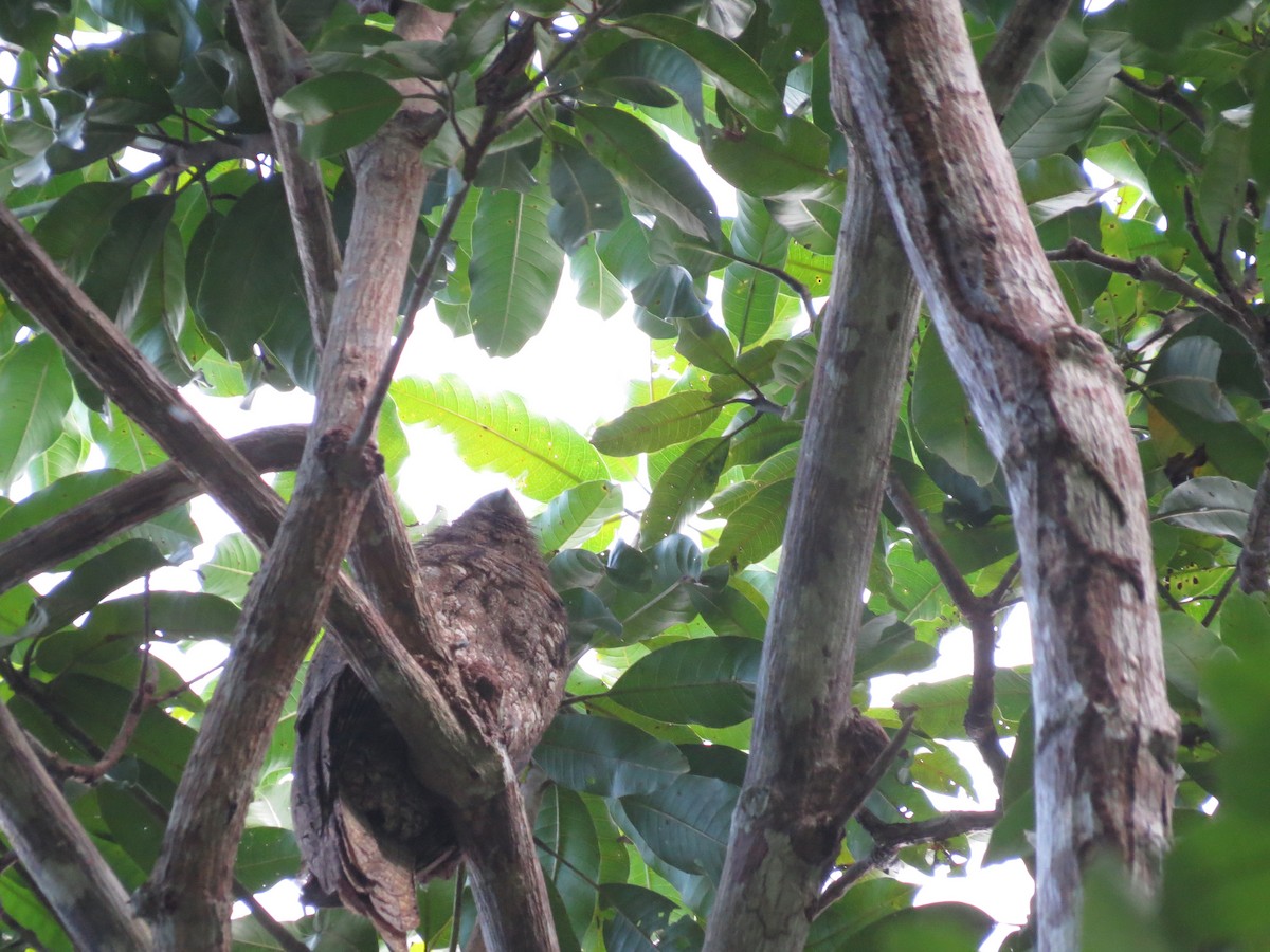 Papuan Frogmouth - ML620446593