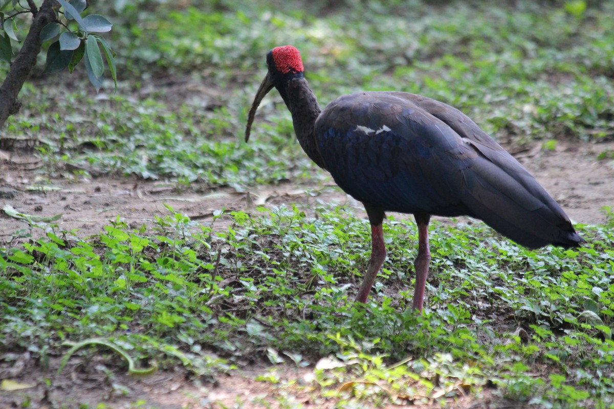 Red-naped Ibis - ML620446596