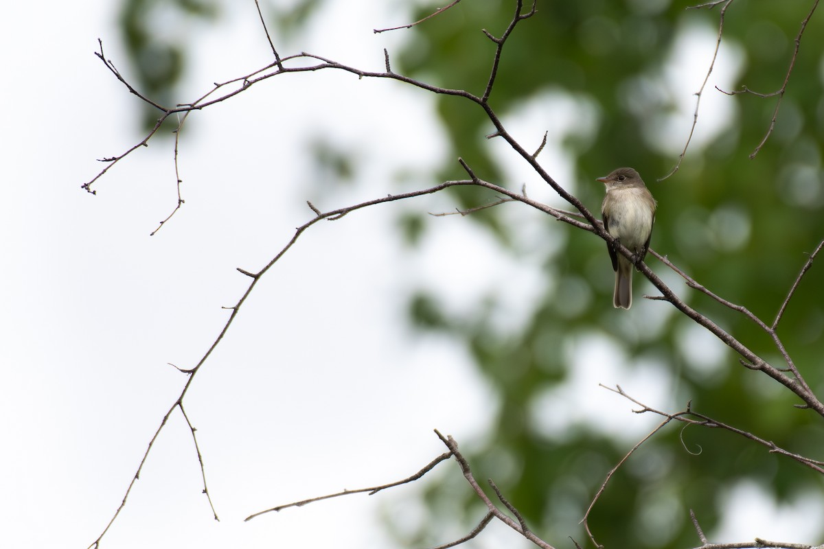 Alder Flycatcher - ML620446598