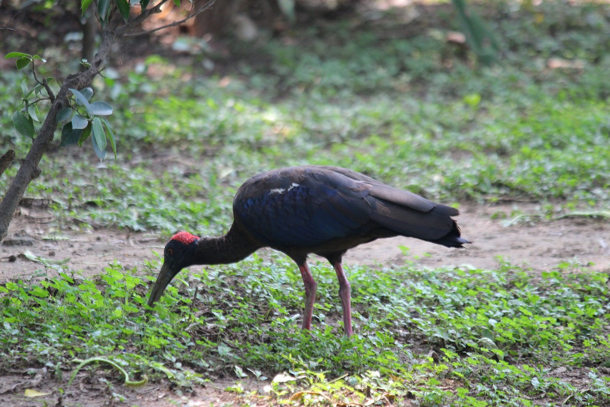 ibis bradavičnatý - ML620446600