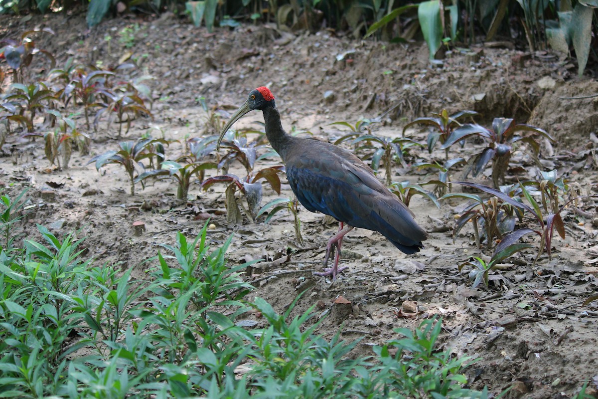 ibis bradavičnatý - ML620446603