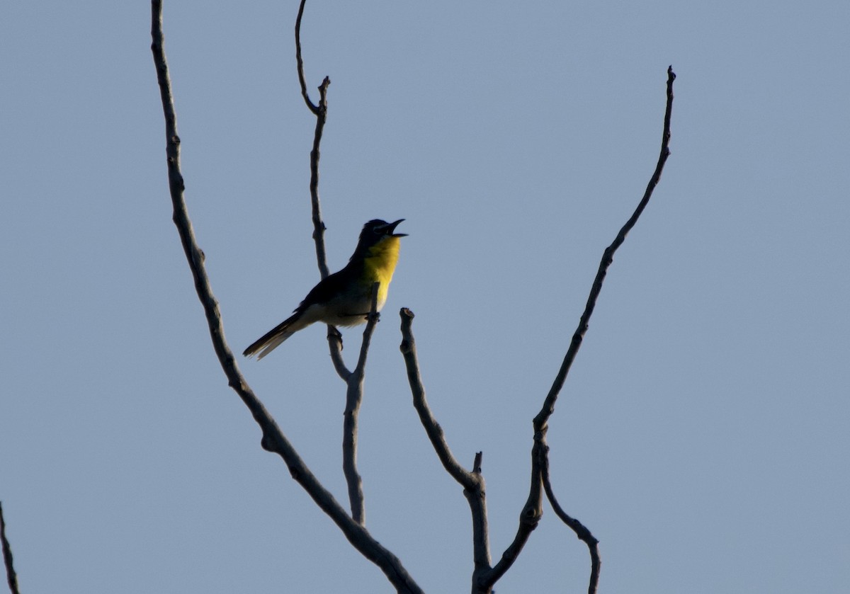 Yellow-breasted Chat - ML620446614