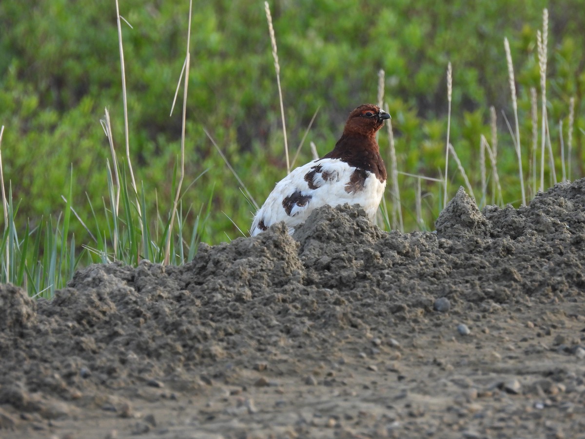 Willow Ptarmigan (Willow) - Bart Hutchinson