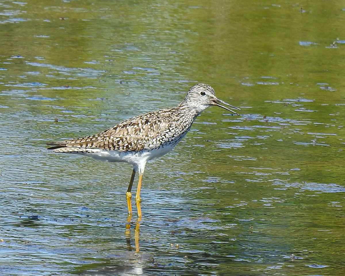 Greater Yellowlegs - ML620446628