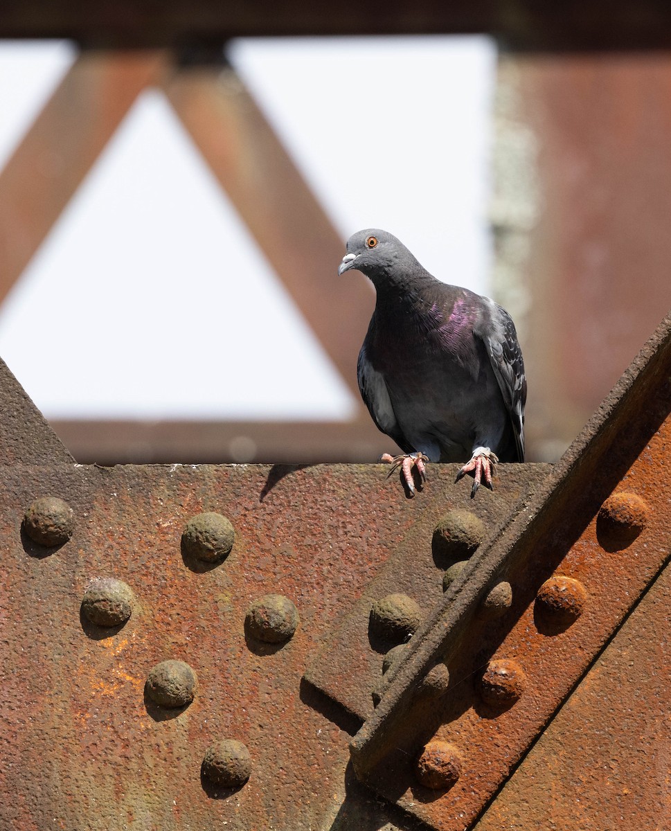 Rock Pigeon (Feral Pigeon) - ML620446632