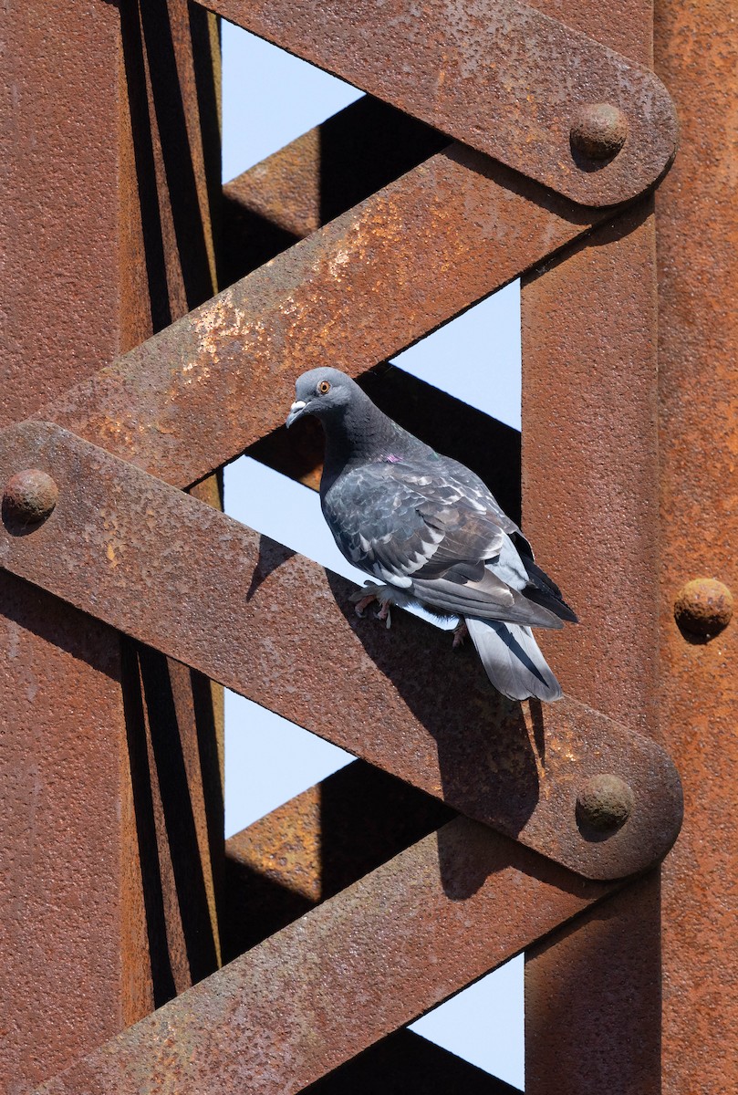 Rock Pigeon (Feral Pigeon) - ML620446634