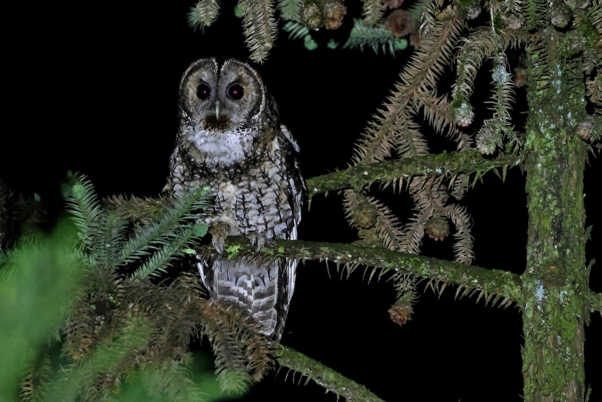 Himalayan Owl - ML620446637