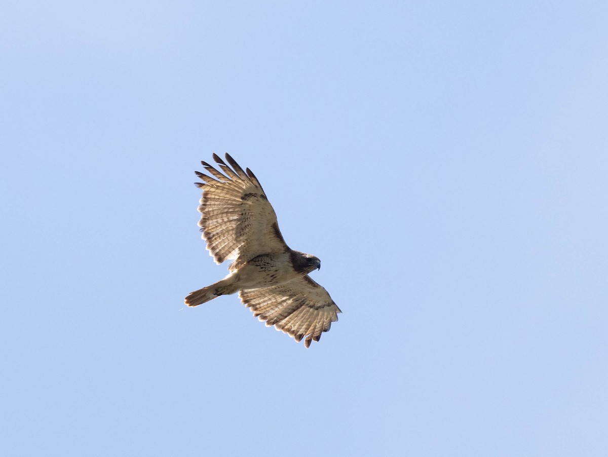 Red-tailed Hawk - ML620446648