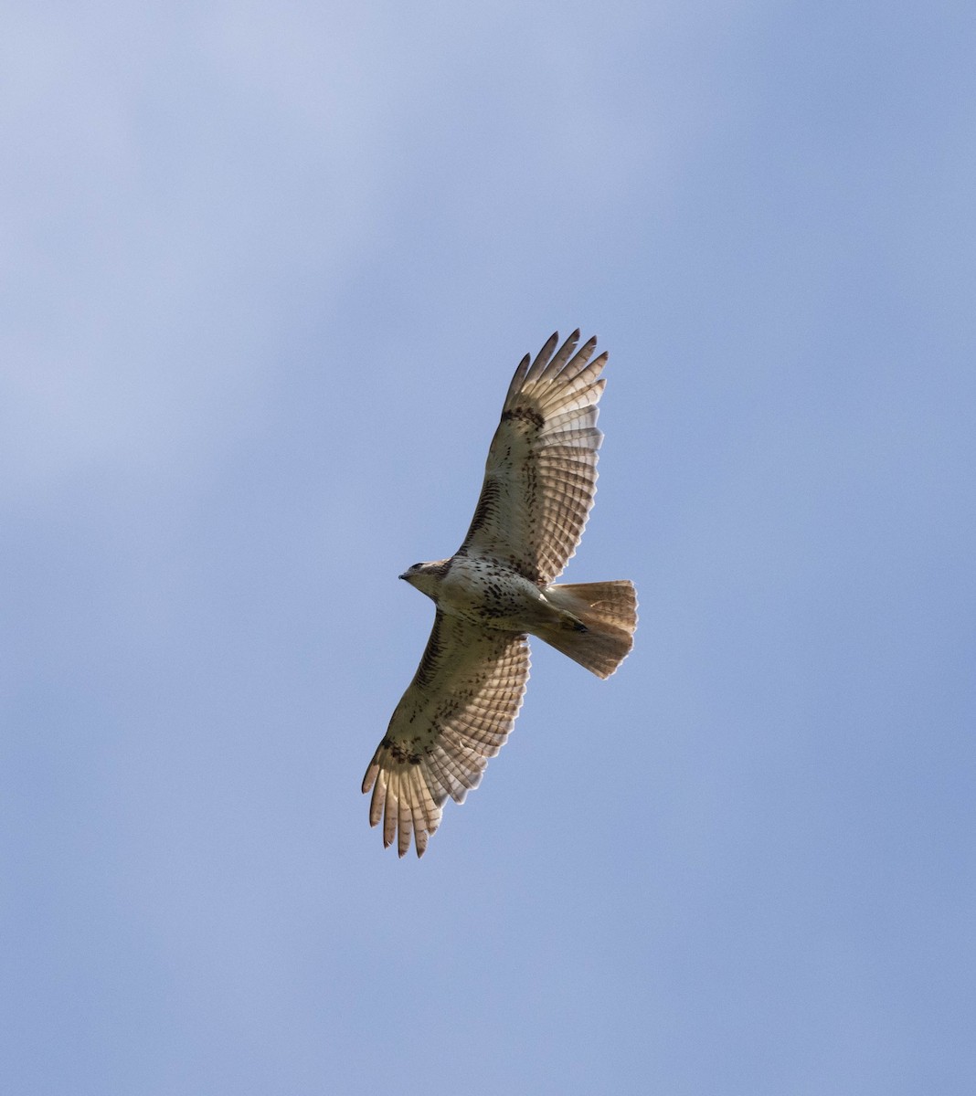 Red-tailed Hawk - ML620446649