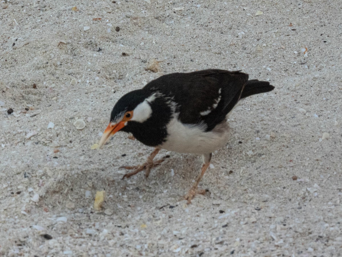 Indian Pied Starling - ML620446653