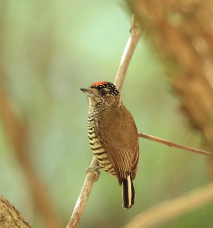 White-barred Piculet - ML620446654