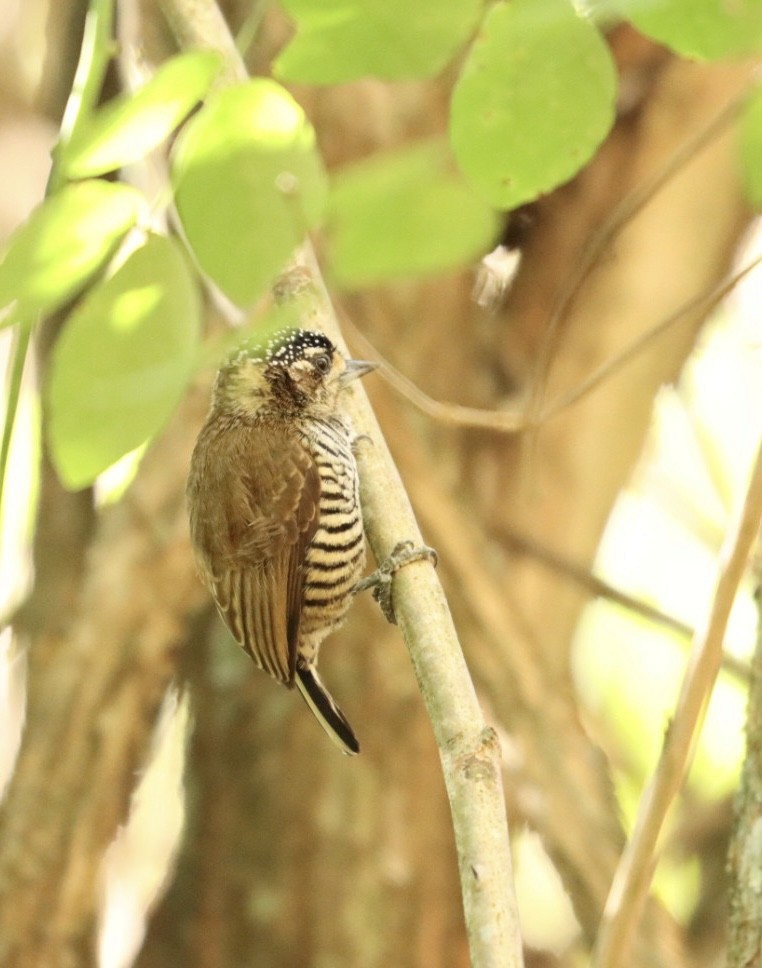 White-barred Piculet - ML620446655