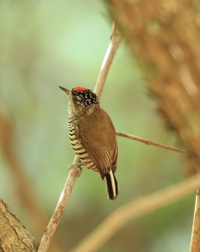 White-barred Piculet - ML620446656