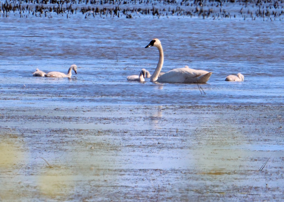 Trumpeter Swan - ML620446671