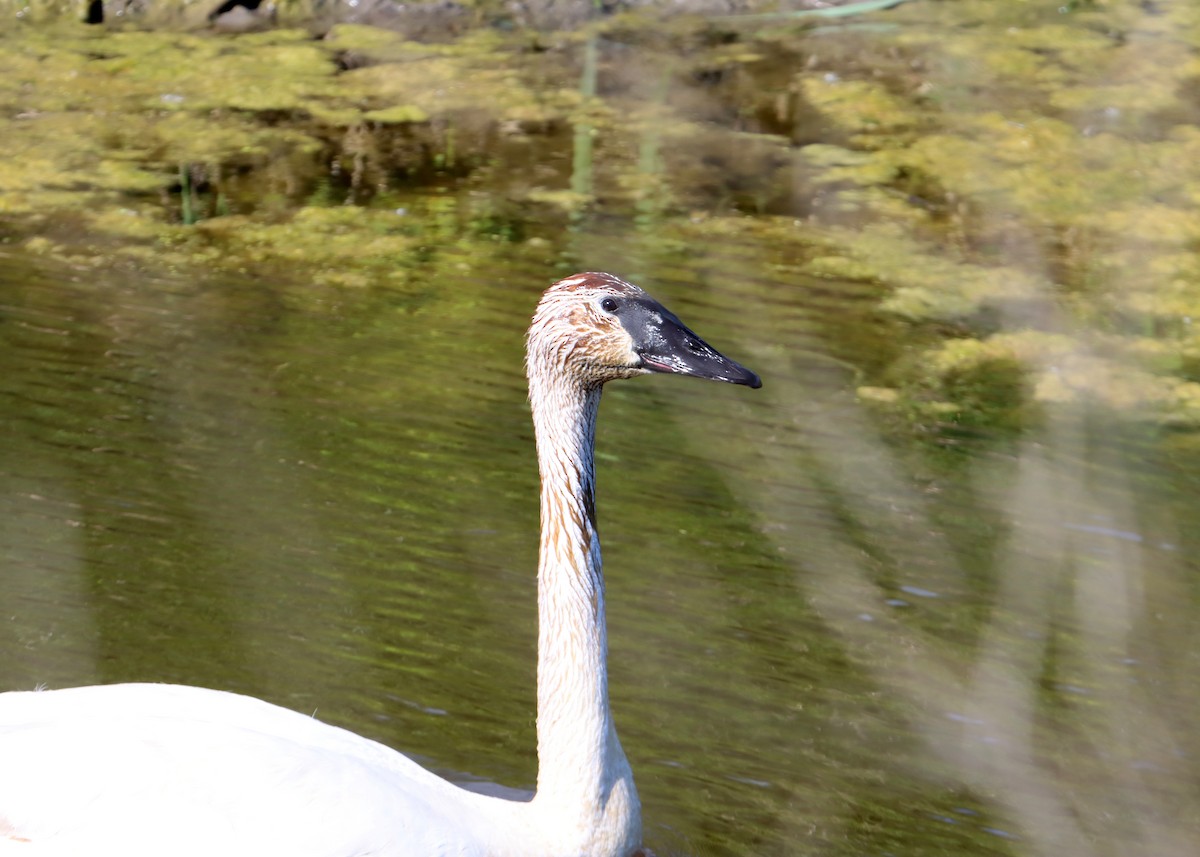 Cisne Trompetero - ML620446672