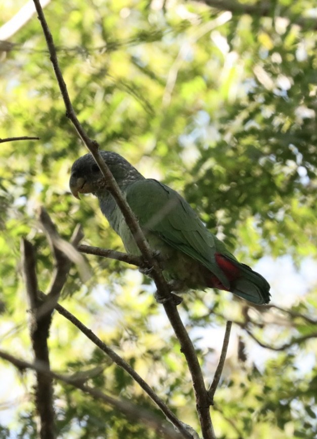 Scaly-headed Parrot - ML620446690