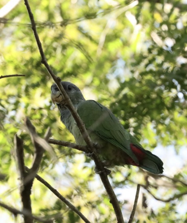 Scaly-headed Parrot - ML620446692