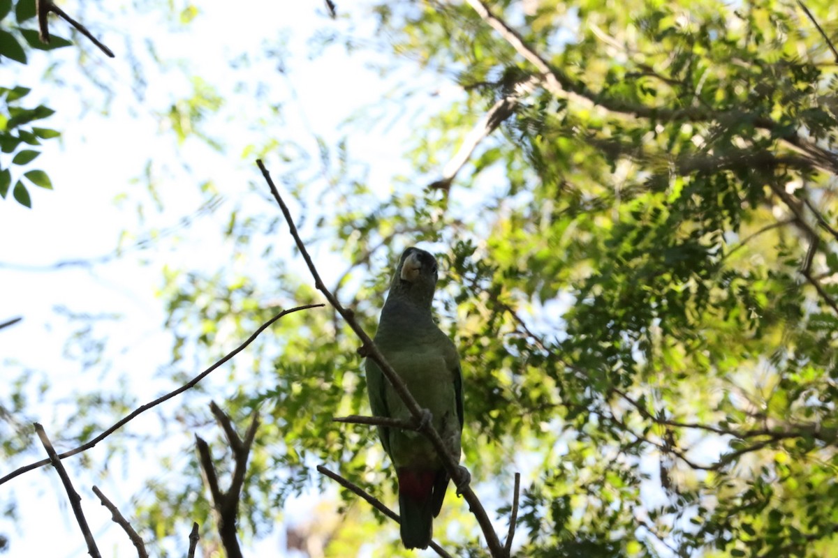 Scaly-headed Parrot - ML620446693