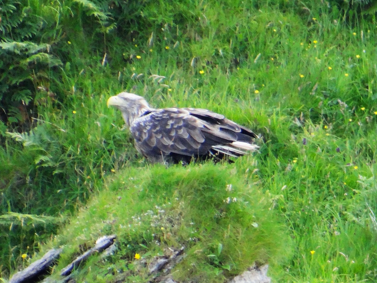 White-tailed Eagle - ML620446694