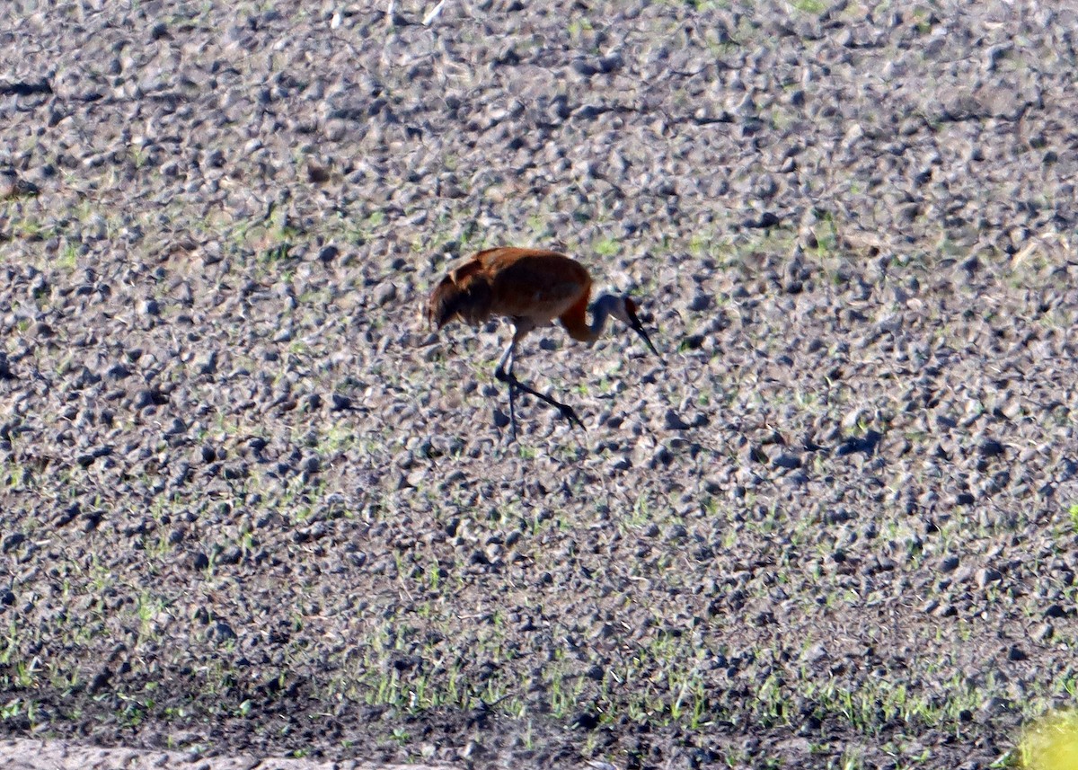 Sandhill Crane - ML620446695