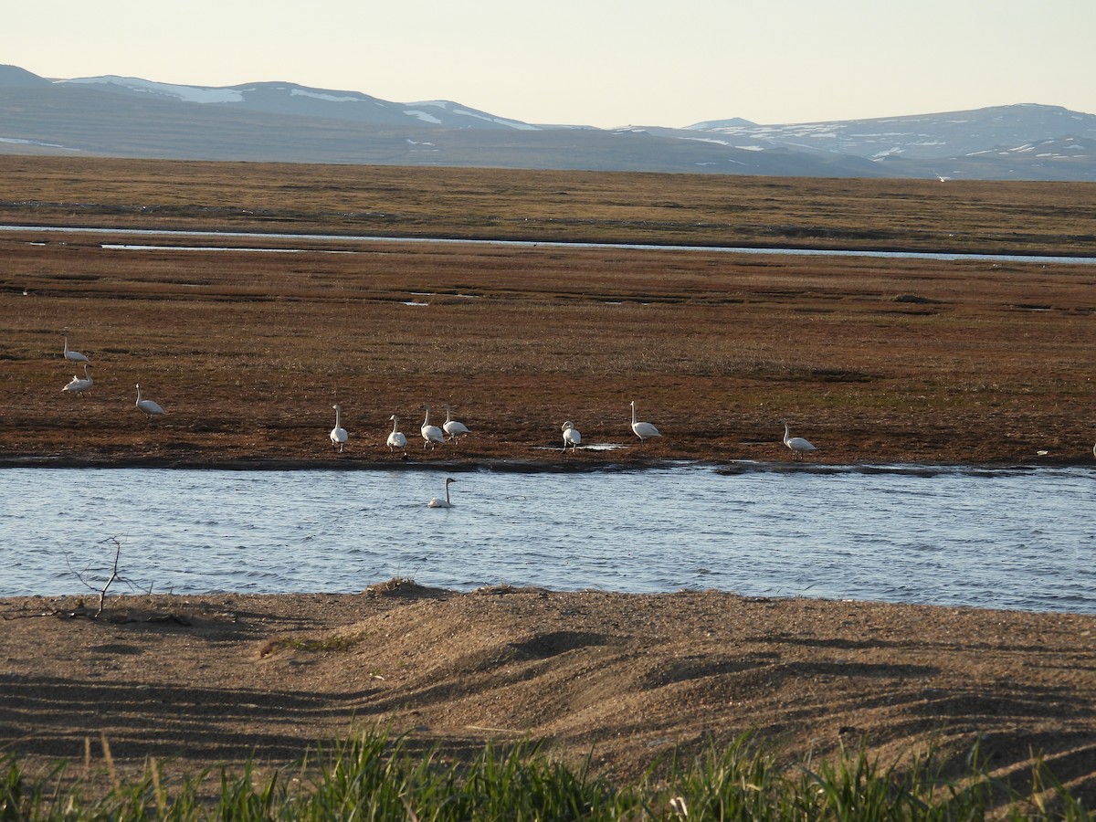 Tundra Swan - ML620446704