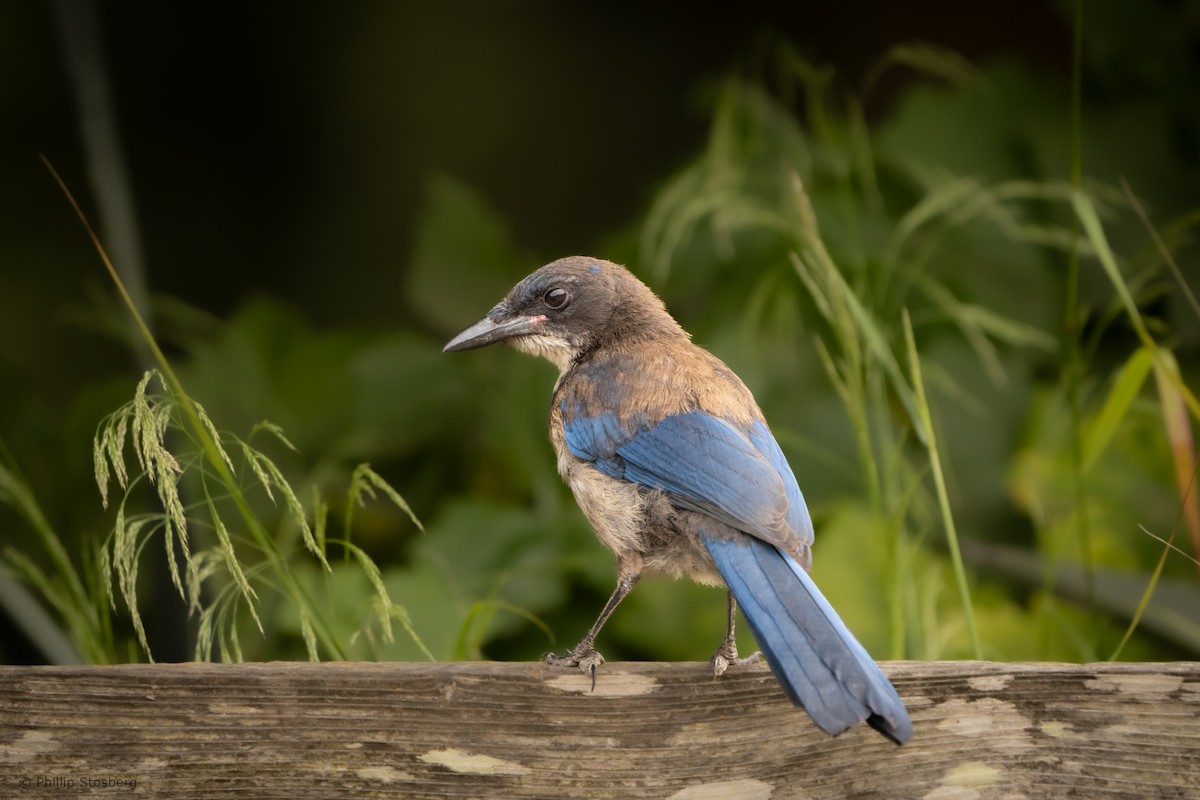 Island Scrub-Jay - ML620446710