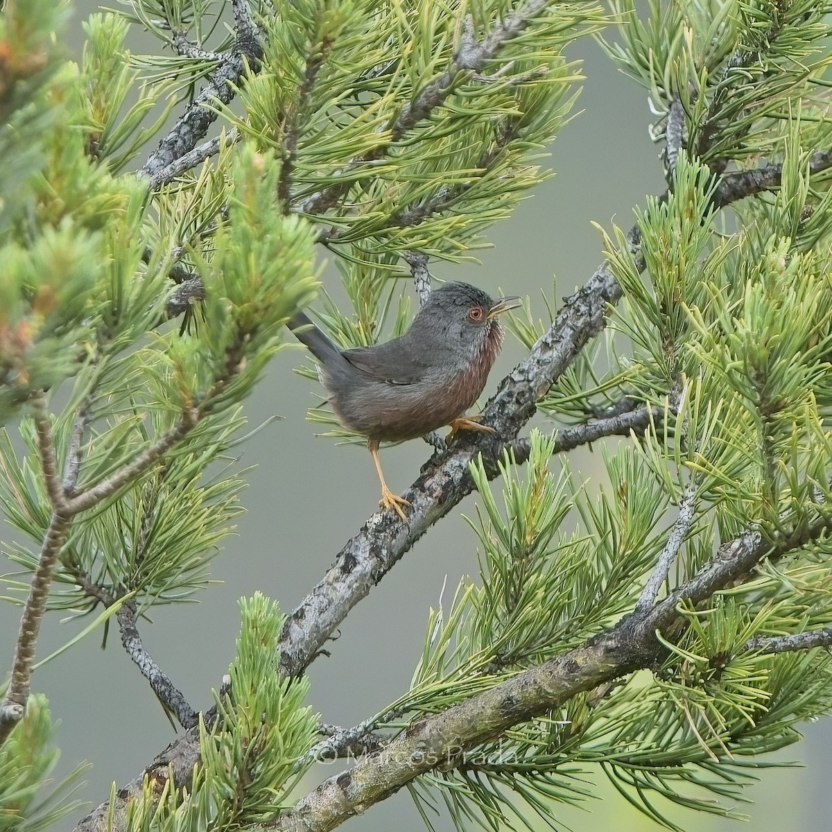 Dartford Warbler - ML620446719