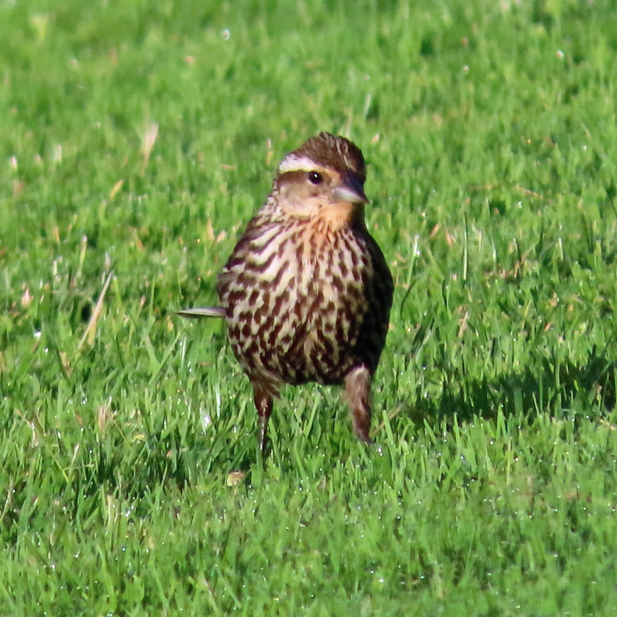 Red-winged Blackbird - ML620446734