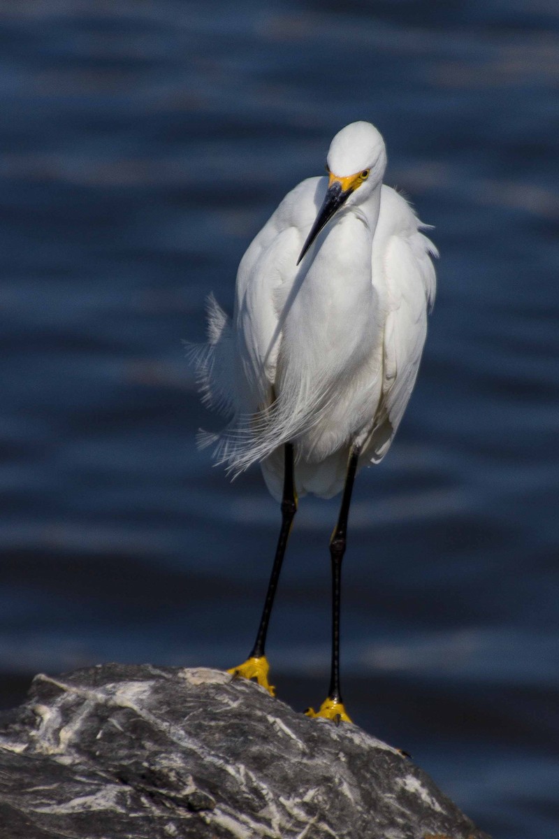 Snowy Egret - ML620446737