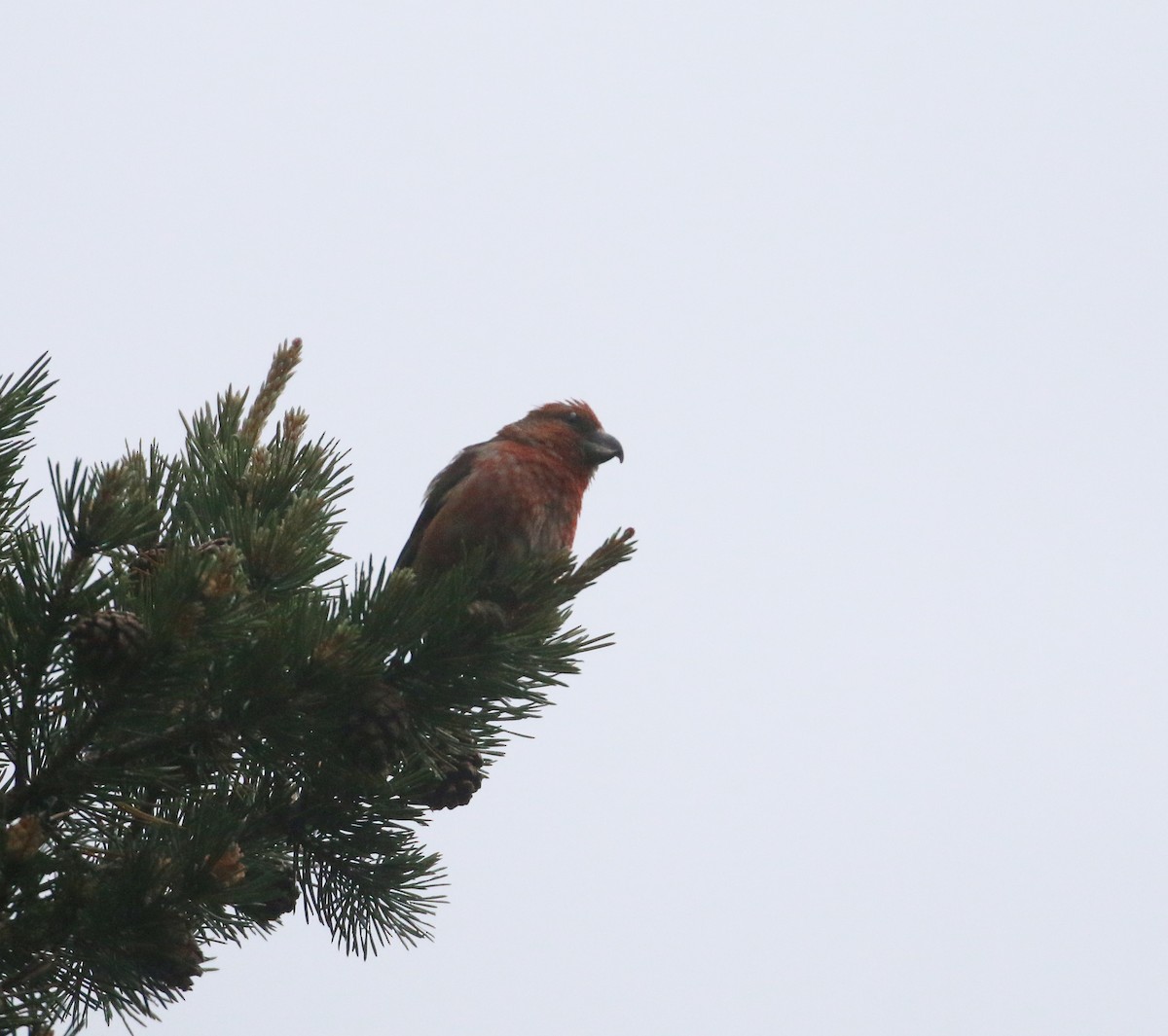 Parrot/Red Crossbill - ML620446743