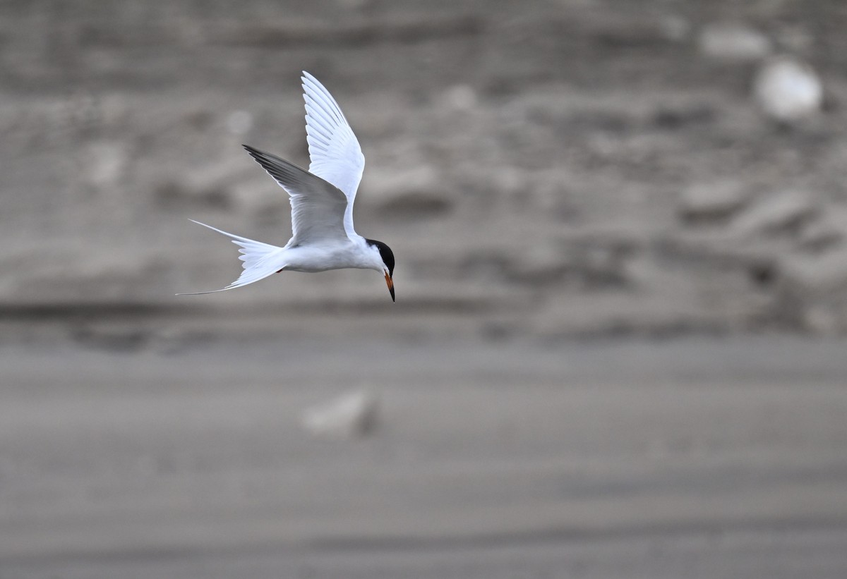 Forster's Tern - Andy Reago &  Chrissy McClarren