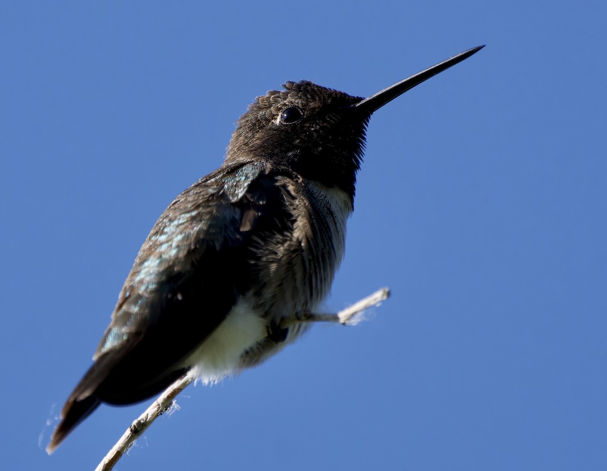 Black-chinned Hummingbird - ML620446772