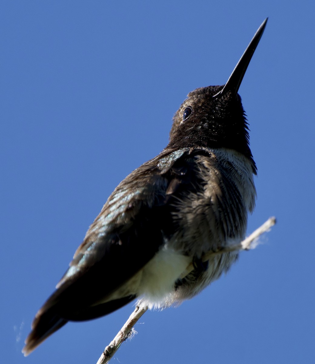 Black-chinned Hummingbird - ML620446773
